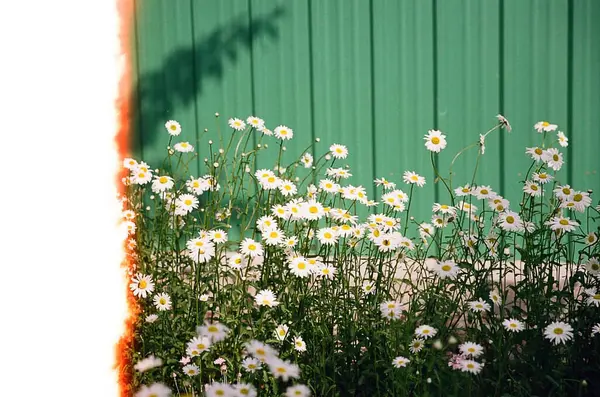 Güzel botanik fotoğrafı, doğal duvar kağıdı.