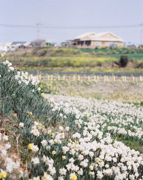 Tarladaki güzel çiçekler