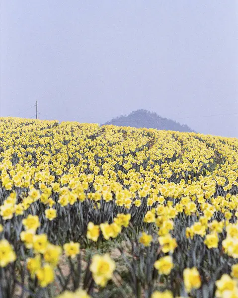 Çiçek tarlası olan güzel bir manzara
