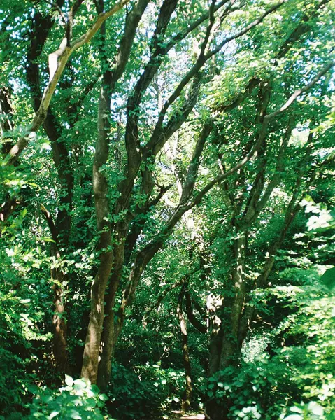 Ormanda yeşil yapraklar