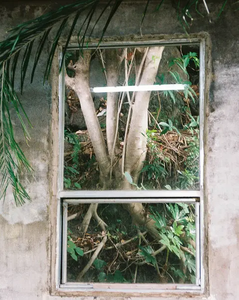 Ormandaki eski ahşap pencere.