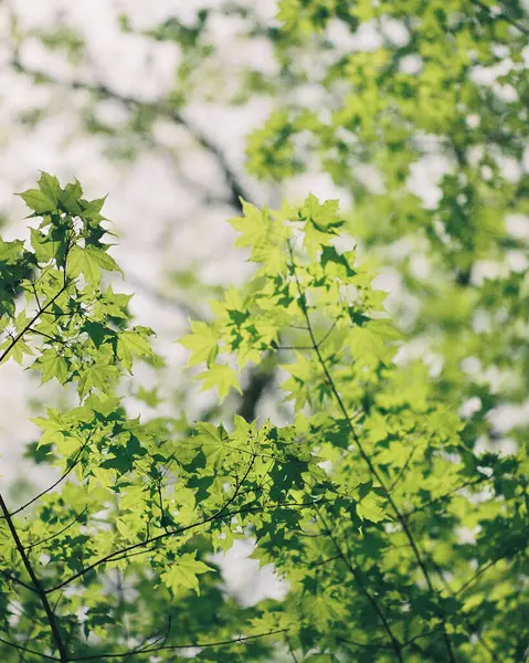 Doğada yeşil yapraklar, bitki örtüsü