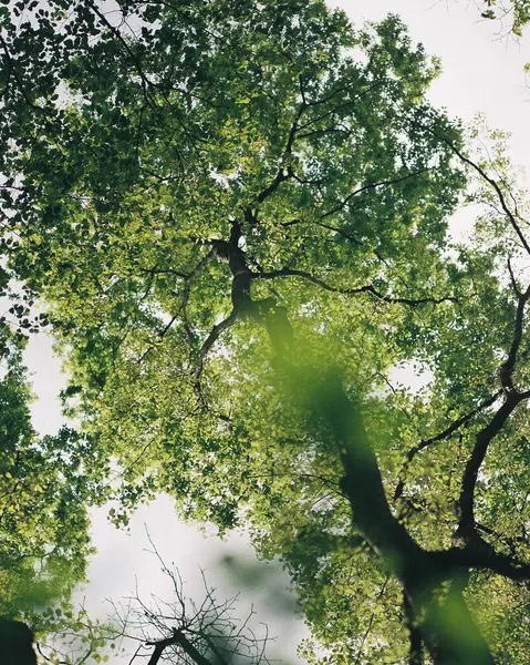 Ormanda yeşil yapraklar, doğal arka plan, doğa arka plan