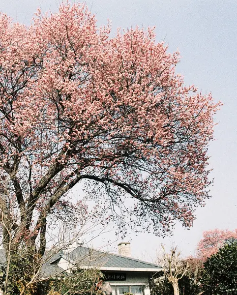 Güzel botanik fotoğrafı, doğal duvar kağıdı.