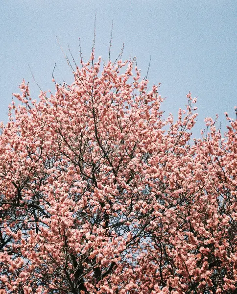 Güzel botanik fotoğrafı, doğal duvar kağıdı.