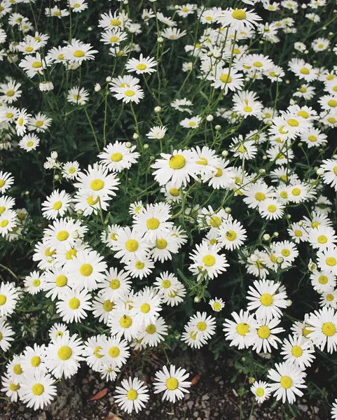 Bahçedeki güzel çiçekler