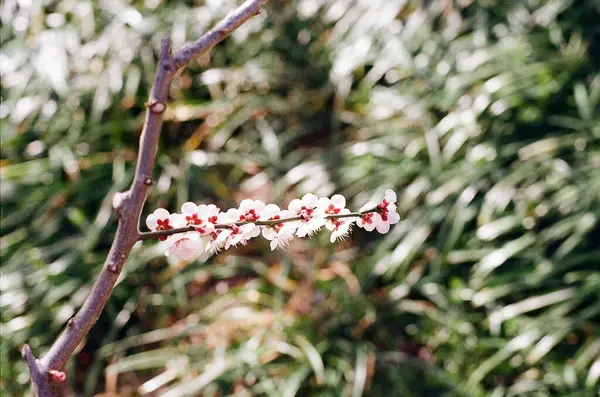 Bahçede beyaz çiçekler