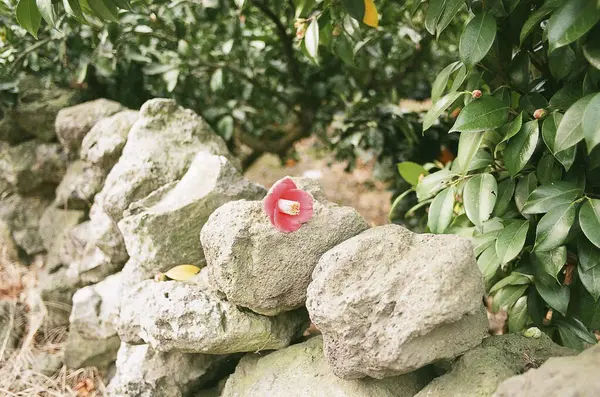Bahçedeki güzel kırmızı çiçekler