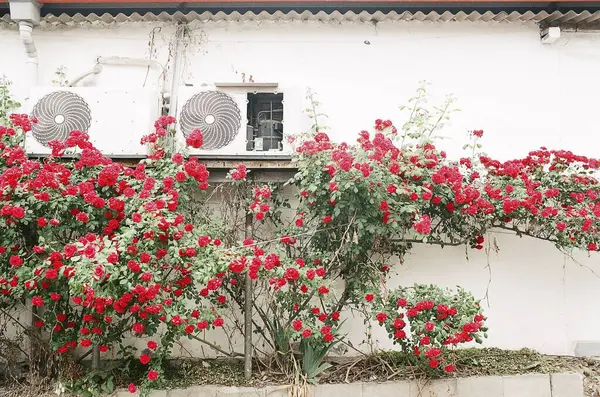 Bahçede güzel kırmızı güller