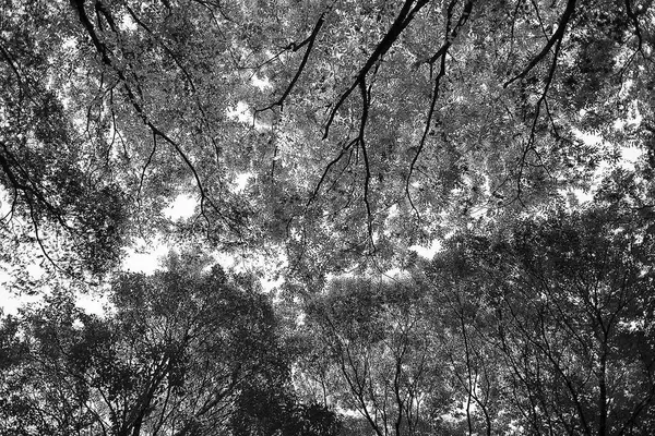 Ağaç gövdesi, siyah beyaz