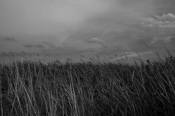 Ağacı ve buğday tarlası olan güzel bir manzara.