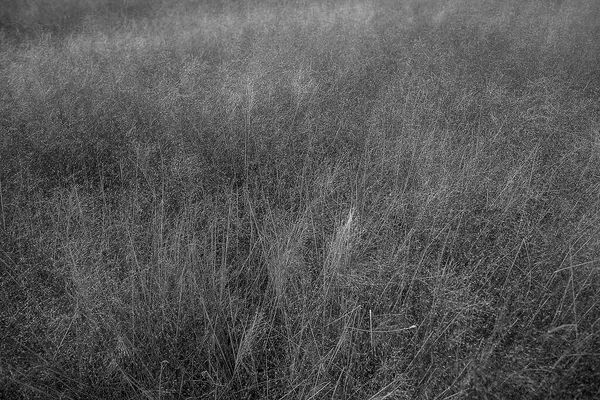 Bir çim tarlasının gri tonlu görüntüsü.