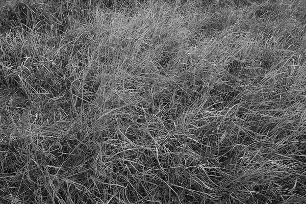 arka plan doku kuru ot.