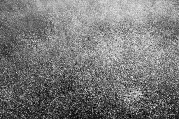 Kuru çimen dokusu arkaplanı