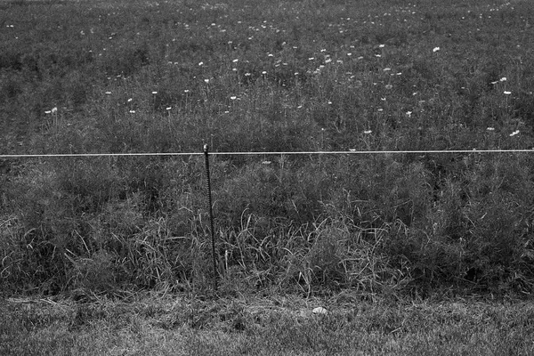 Tarladaki genç bir adamın siyah beyaz fotoğrafı.