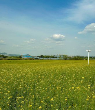 Mavi gökyüzü ile yeşil alan