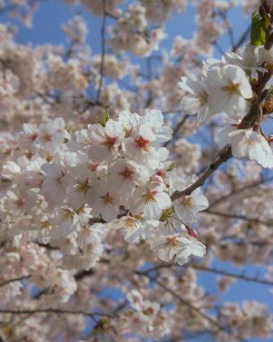 Bahçede güzel bahar çiçekleri