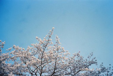 Bahçede güzel bahar çiçekleri