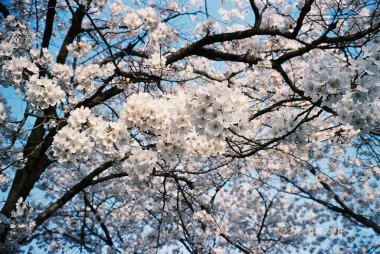 Ağaçtaki güzel bahar çiçekleri