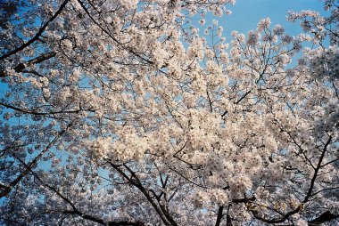 Bahçede güzel bahar çiçekleri