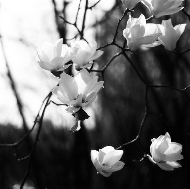 Güzel botanik fotoğrafı, doğal duvar kağıdı.