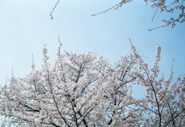 Baharda güzel pembe kiraz çiçekleri