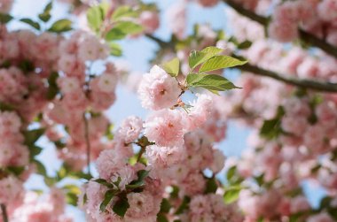 Güzel bahar çiçekleri, çiçekli arka plan