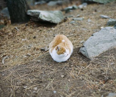 Kedi sokakta oturuyor.
