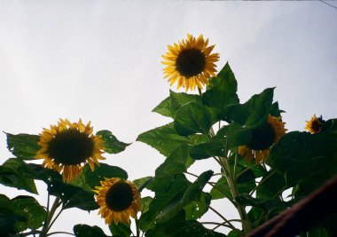 Güzel botanik fotoğrafı, doğal duvar kağıdı.