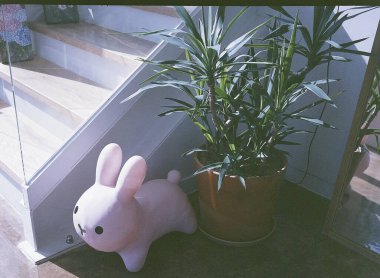 Bahçede küçük bir kedi