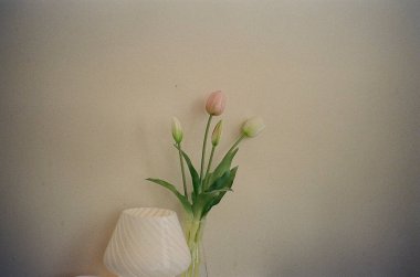 Beyaz arka planda bir bardakta güzel çiçekler