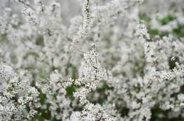 Bahçedeki güzel beyaz çiçekler