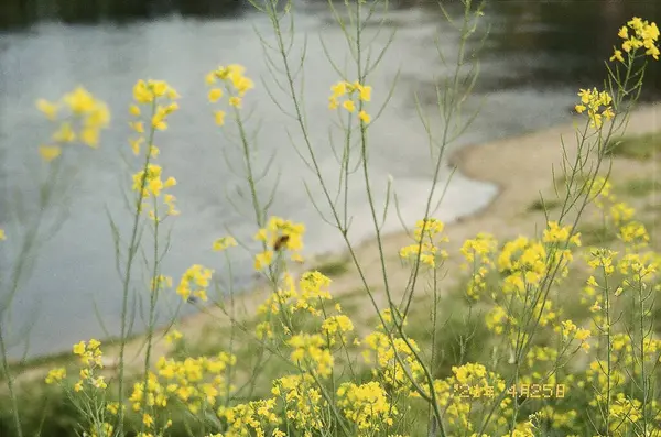 Bahçedeki güzel çiçekler