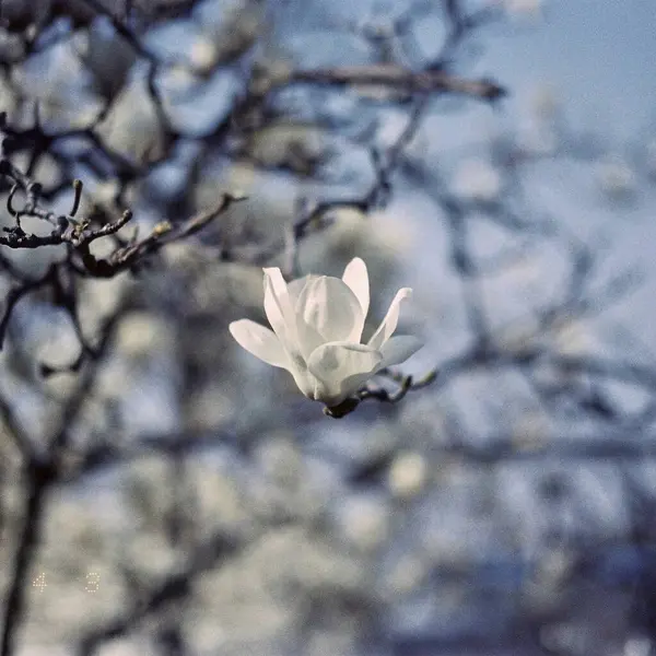 Güzel botanik fotoğrafı, doğal duvar kağıdı.