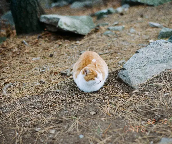 Kedi sokakta oturuyor.