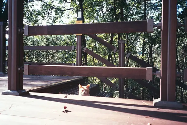 Köpek parktaki merdivenlerde.