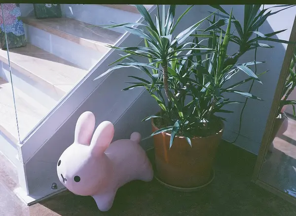 Bahçede küçük bir kedi