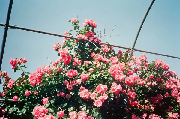 Güzel botanik fotoğrafı, doğal duvar kağıdı.