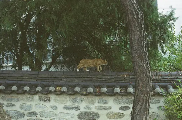 Ormanda köpeği olan genç bir kadın.
