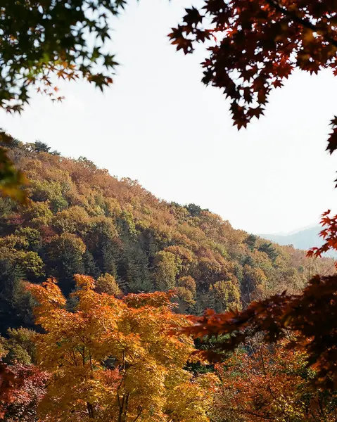 Renkli yapraklı sonbahar manzarası