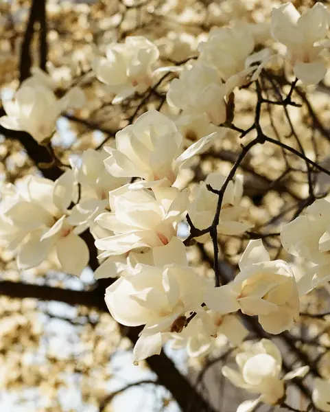 Güzel bahar çiçekleri, flora