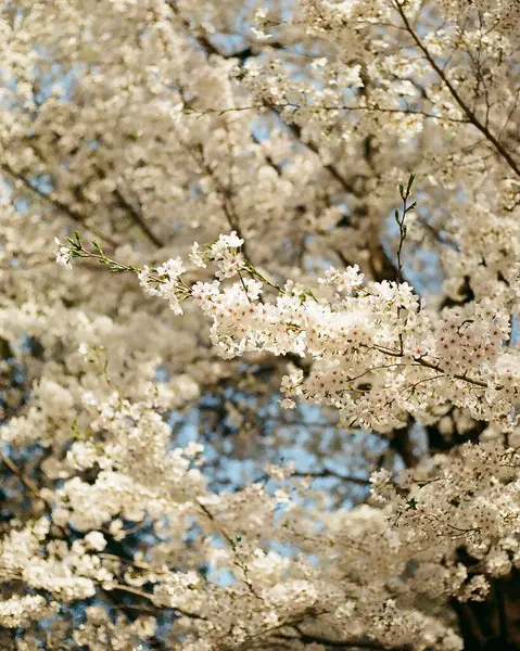 Japonya 'da kiraz çiçekleri