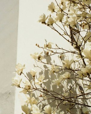 Güzel botanik fotoğrafı, doğal duvar kağıdı.