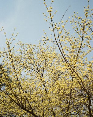 Güzel botanik fotoğrafı, doğal duvar kağıdı.