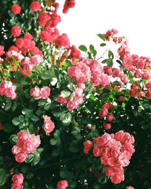 Bahçedeki güzel çiçekler