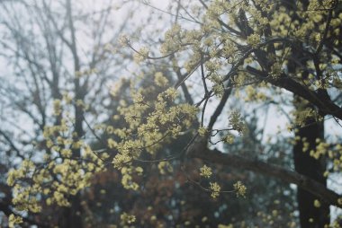 Ormandaki ağaç dalları