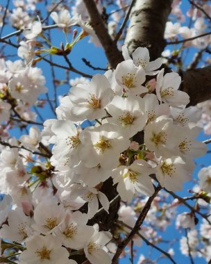 Bahçede güzel bahar çiçekleri