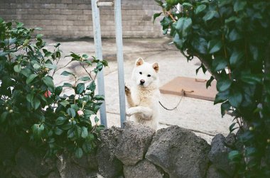 Parktaki sevimli köpek.