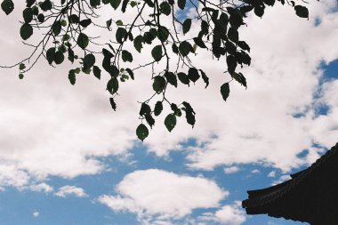 Ağaç dalları, doğa, bitki örtüsü.