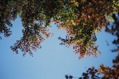 Sonbahar yaprakları, sonbahar bitkileri